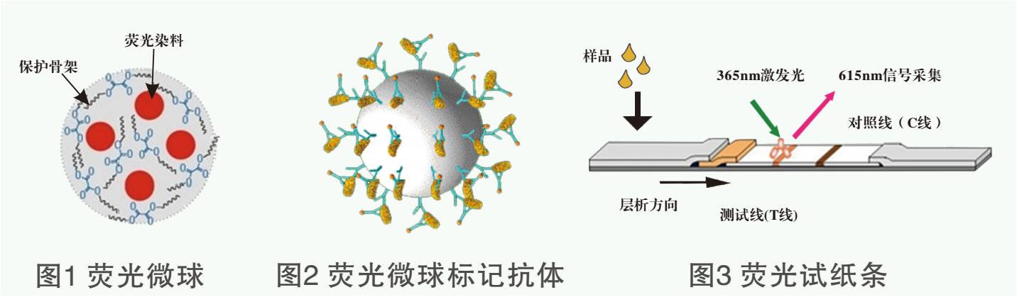 黃曲霉素熒光定量檢測試紙條原理圖