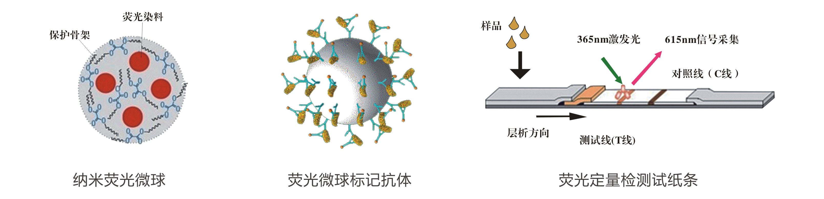 熒光層析原理