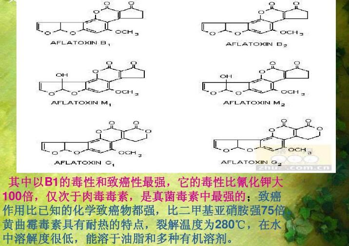  四、黃曲霉毒素的性質(zhì)