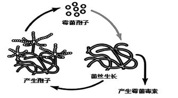 霉菌毒素生長情況