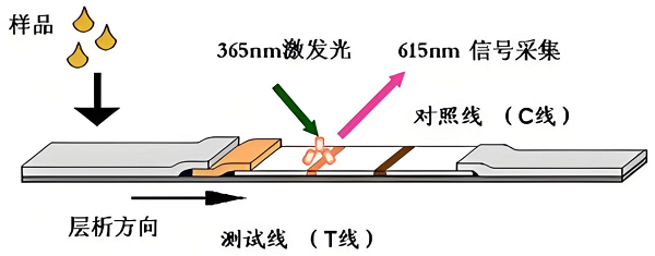 真菌毒素檢測(cè)